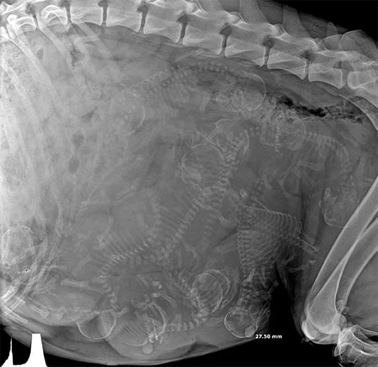 galerie-rayon-x-chienne-enceinte