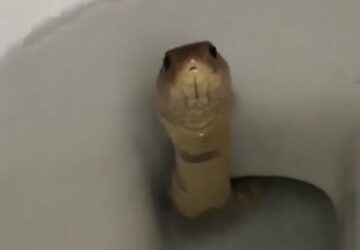 serpent toilettes