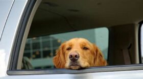 chien-voiture