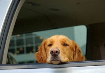 chien-voiture