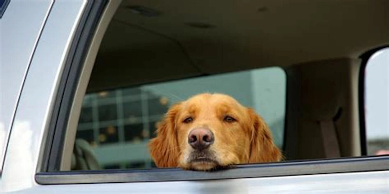 Un couple adopte un chien dans un refuge... et moins d'une