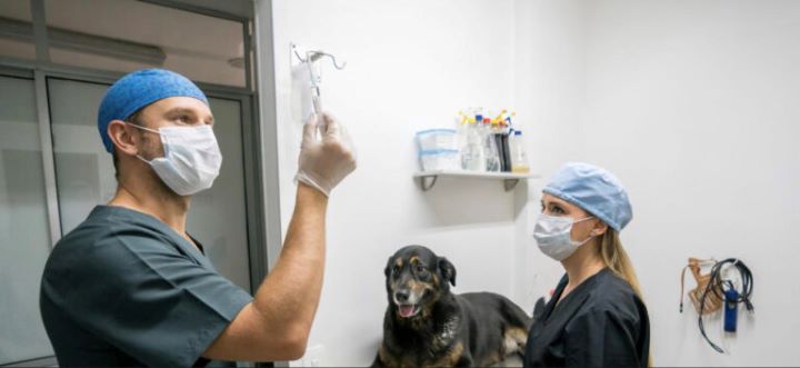 vaccination-vétérinaires