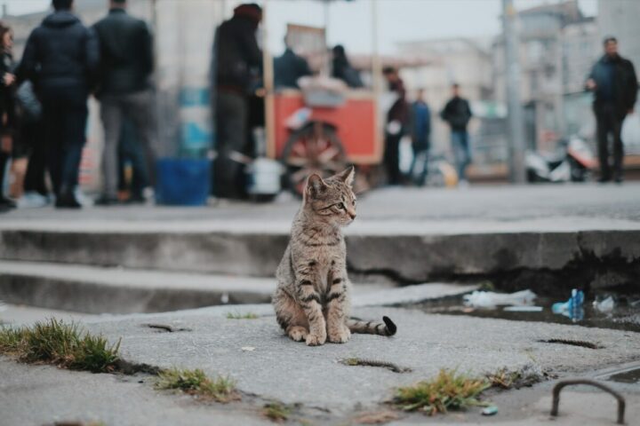 GPS chat chine marché maltraitance animale