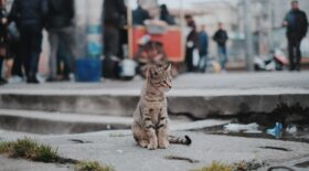 GPS chat chine marché maltraitance animale