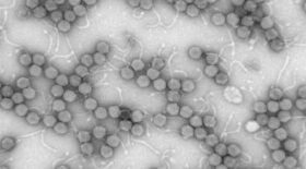 Intestin-virus