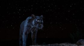 léopard noir images