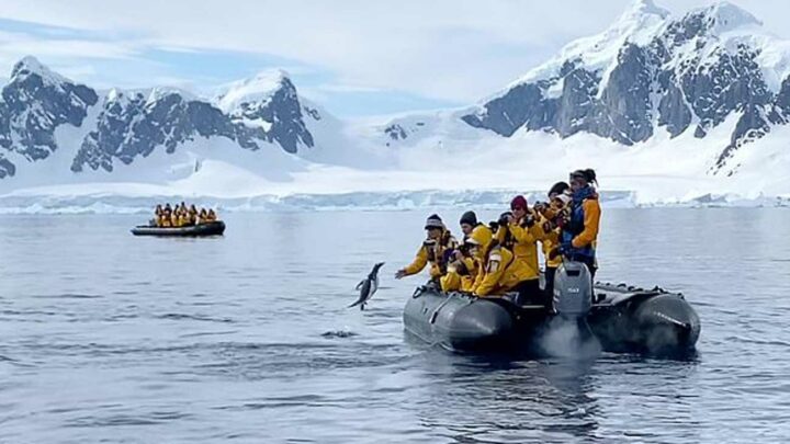 manchot saute dans un bateau