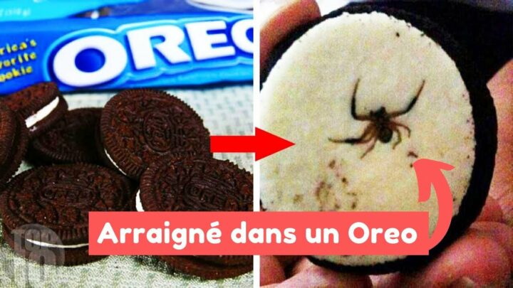 araignée oréo