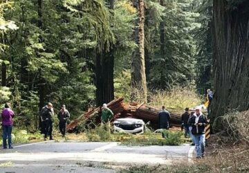 Mort de parents de cinq enfants, écrasés par un séquoia en voiture