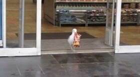 mouette vole paquet de chips magasin