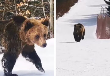ours