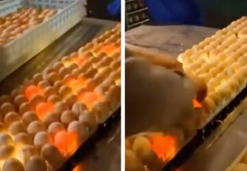 oeufs