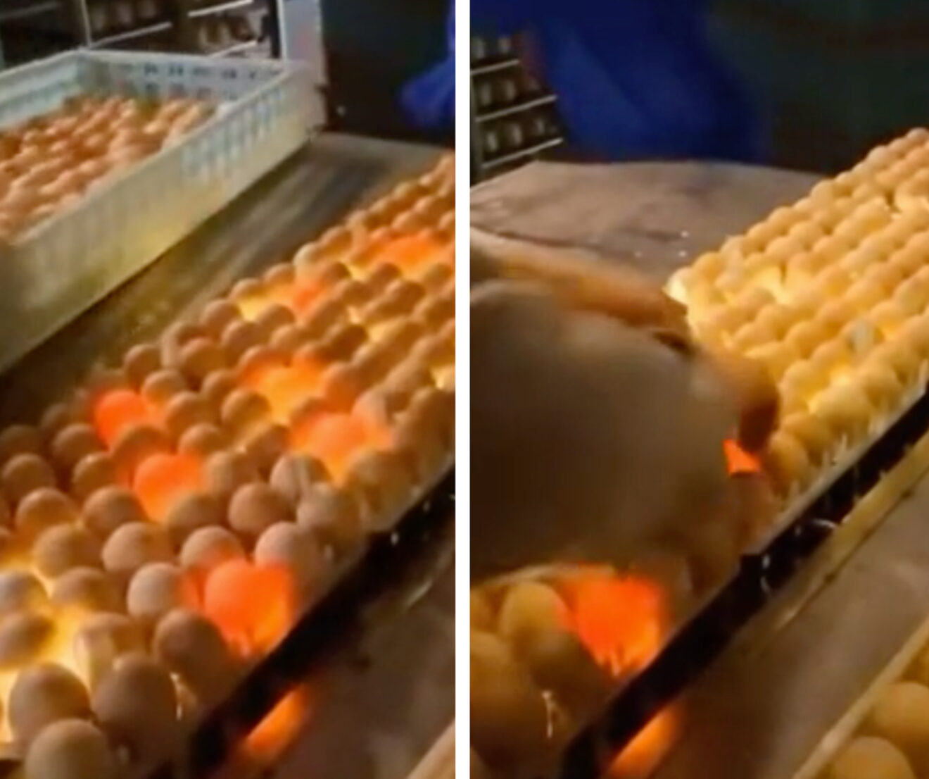 Cette technique imparable permet de savoir si vos oeufs sont fécondés ...