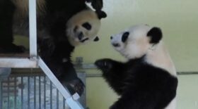 pandas