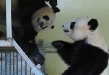 pandas
