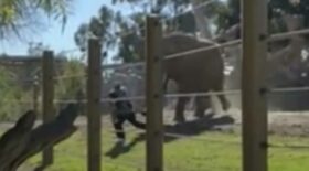papa entre dans l'enclos des éléphants