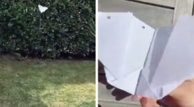 chauve-souris-papier