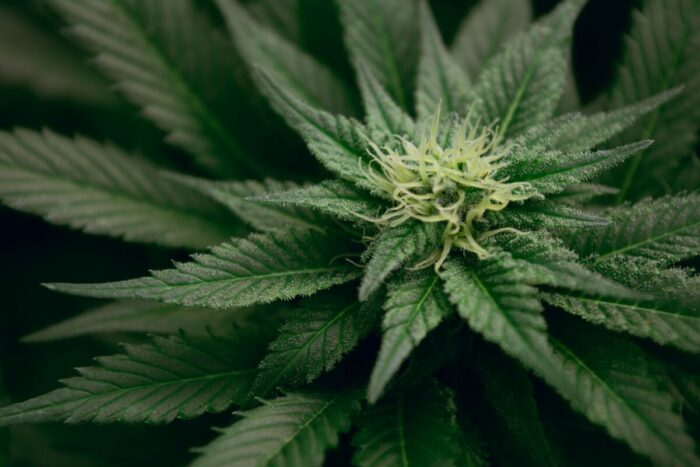 plants cannabis drogue