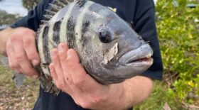 poisson étrange