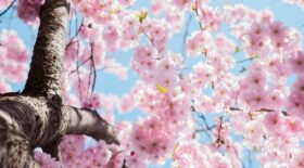 Printemps 20 mars
