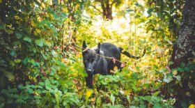 Psychopathe répond chien