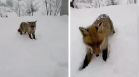 renard