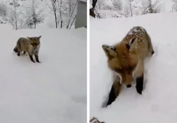 renard