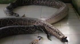 reptiles