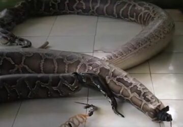 reptiles