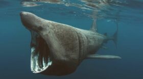 requin-pèlerin-aperçu-bretagne