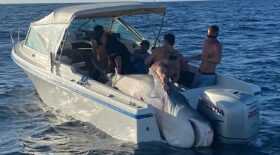 requin sydney capturé