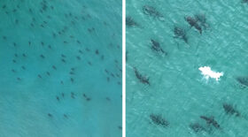 requins