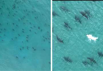 requins