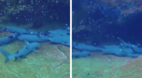 Requins
