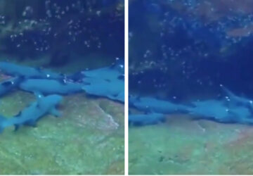 Requins