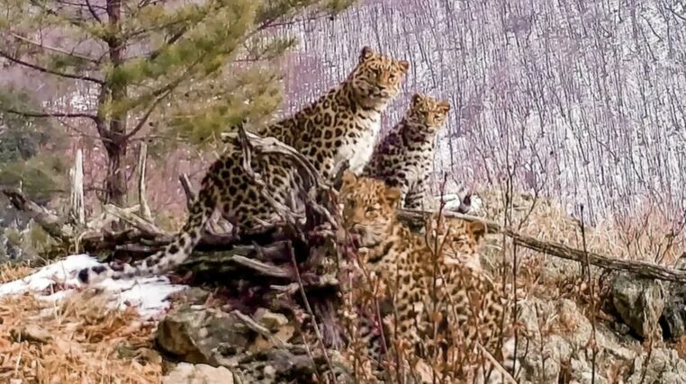 Russie léopards rares