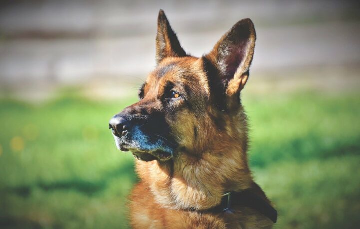chien