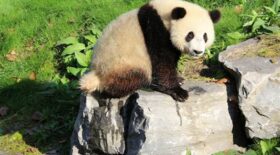 Tian-Bao-panda-géant