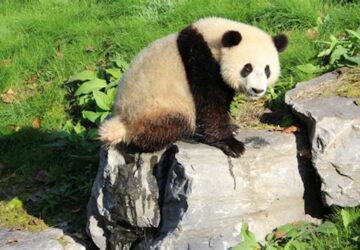 Tian-Bao-panda-géant
