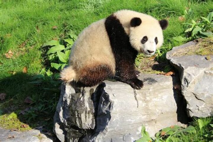 Tian-Bao-panda-géant
