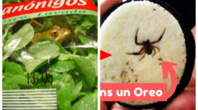 grenouille salade araignée oréo