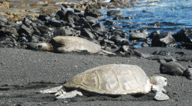 tortue de mer Madagascar