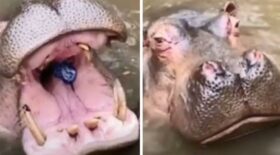 visiteuse tuer hippopotame gobelet