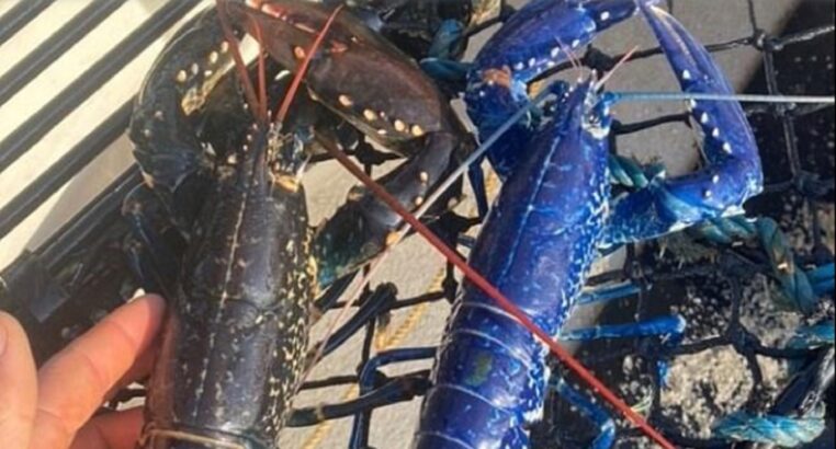 Il a la surprise de pêcher un très rare homard bleu (vidéo)