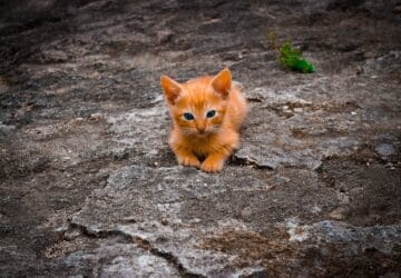 Je viens d’euthanasier 4 chatons. Stérilisez vos animaux bordel