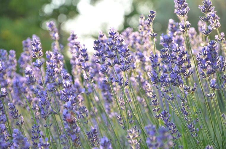 Lavande