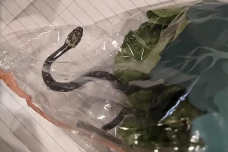 Serpent salade australie