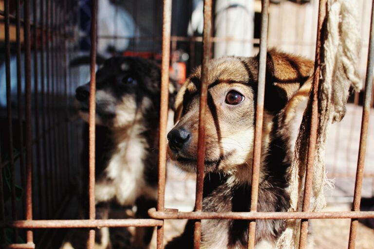350 animaux de laboratoire attendent d'être sauvés de l