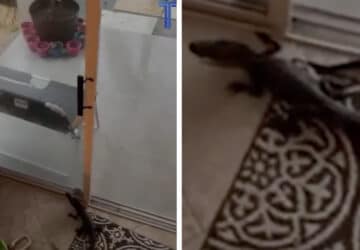 alligator