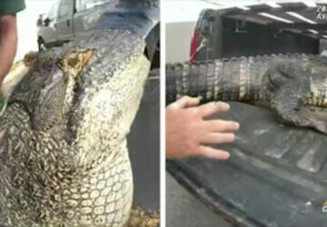 alligator